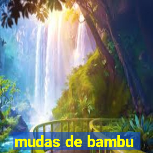 mudas de bambu